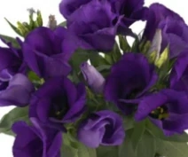 Eustoma - Jicnovka