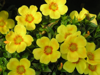 Šrucha YELLOW